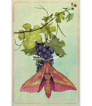 Limitierter Kunstdruck 'Weinschwärmer'